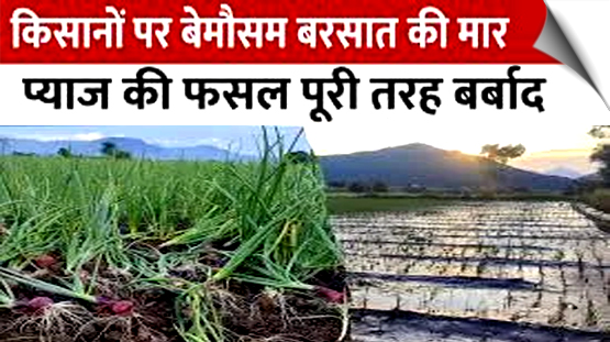 महाराष्ट्र: बारिश से प्याज की फसल बर्बाद, ₹1 लाख/ एकड़ मुआवजे की मांग