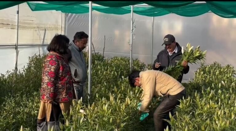 आत्मनिर्भर उत्तराखण्ड” का सपना हो रहा साकार” – सीएम धामी  पौड़ी की मातृशक्ति ने लिलियम की खुशबू से गढ़ी नई पहचान  प्रति वर्ष 10 लाख आय का लक्ष्य रखा गया है निर्धारित  धामी सरकार के सहयोग से कोट ब्लॉक में की जा रही लिलियम फूलों की खेती  पौड़ी। मुख्यमंत्री पुष्कर सिंह धामी के नेतृत्व में प्रदेश सरकार का आत्मनिर्भर उत्तराखण्ड का संकल्प अब धरातल पर खिलता नज़र आ रहा है। जनपद पौड़ी गढ़वाल के कोट ब्लॉक की महिलाएं लिलियम फूलों की खेती से आत्मनिर्भरता और महिला सशक्तिकरण की नई कहानी लिख रही हैं। इन फूलों की खुशबू अब न केवल खेतों में, बल्कि महिलाओं के जीवन में भी उम्मीद और समृद्धि की महक भर रही है।  उद्यान विभाग, ग्रामोत्थान परियोजना एवं एनएचएलएम के संयुक्त प्रयासों से कोट ब्लॉक में 22 पॉली हाउस बनाए गए हैं। पहले चरण में आठ पॉली हाउसों में महिला समूहों ने हॉलैंड से आयातित ओरिएंटल और डासिंग स्टार वैरायटी के बल्ब लगाए हैं।  महिलाओं को जिला योजना से 50 प्रतिशत अनुदान, उत्पादन से लेकर विपणन तक हर स्तर पर सहयोग और *बाज़ार उपलब्ध कराने की गारंटी सरकार द्वारा दी जा रही है। ए-ग्रेड लिलियम की कीमत 80 रुपये, बी-ग्रेड 70 रुपये और सी-ग्रेड 60 रुपये तक तय की गई है। इससे यहां की महिलाएं प्रति वर्ष 10 लाख रुपये तक की आय का लक्ष्य लेकर आगे बढ़ रही हैं।  मुख्यमंत्री पुष्कर सिंह धामी ने कहा  उत्तराखण्ड की मातृशक्ति हमारे राज्य का वास्तविक बल है। कोट ब्लॉक की महिलाओं ने यह सिद्ध कर दिया है कि संकल्प और परिश्रम से असंभव को भी संभव बनाया जा सकता है। यह सिर्फ फूलों की खेती नहीं, बल्कि आत्मनिर्भरता, नवाचार और महिला सशक्तिकरण की जीवंत मिसाल है। हमारी सरकार हर बेटी और हर महिला को आत्मनिर्भर बनाने के लिए प्रतिबद्ध है। आत्मनिर्भर उत्तराखण्ड के सपने को साकार करने में हमारी मातृशक्ति सबसे बड़ी सहभागी बनेगी।”  यह पहल न केवल महिलाओं की आर्थिक स्थिति को सुदृढ़ कर रही है, बल्कि प्रदेश सरकार की *महिला सशक्तिकरण, नवाचार आधारित खेती और आत्मनिर्भर उत्तराखण्ड की परिकल्पना को नई दिशा दे रही है।  मुख्यमंत्री पुष्कर सिंह धामी का विज़न  हमारा संकल्प है कि उत्तराखण्ड की हर बेटी और हर महिला अपने सपनों को पंख दे सके।आत्मनिर्भर उत्तराखण्ड का मार्ग हमारी मातृशक्ति के साहस और मेहनत से ही प्रकाशित होगा। आज पौड़ी की धरती से जो खुशबू उठ रही है, वही कल पूरे उत्तराखण्ड की पहचान बनेगी।